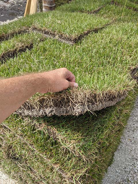 pallet of empire zoysia grass
