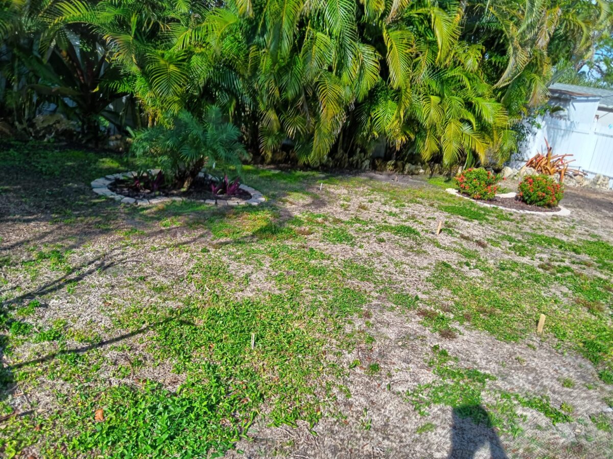 Bonita Springs Sod Installation Project Before Picture 4 Bonita Springs Sod Installation Project Before Picture 4