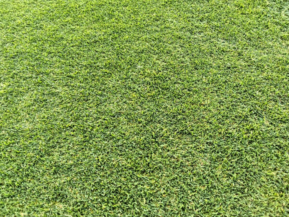 fresh, green sod