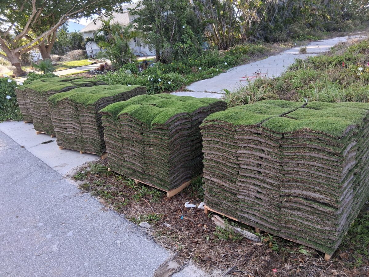 pallets of paspalum sod